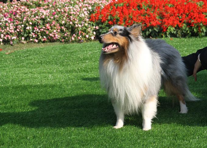 Zewnętrzny, naturalnie wyglądający syntetyczny materiał z trawy dla psa, ozdobna trawa z PE 0