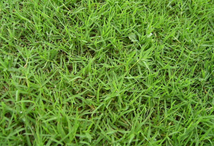 najnowsze wiadomości o firmie Porównanie syntetycznej trawy futbolowej z prawdziwą trawą  1