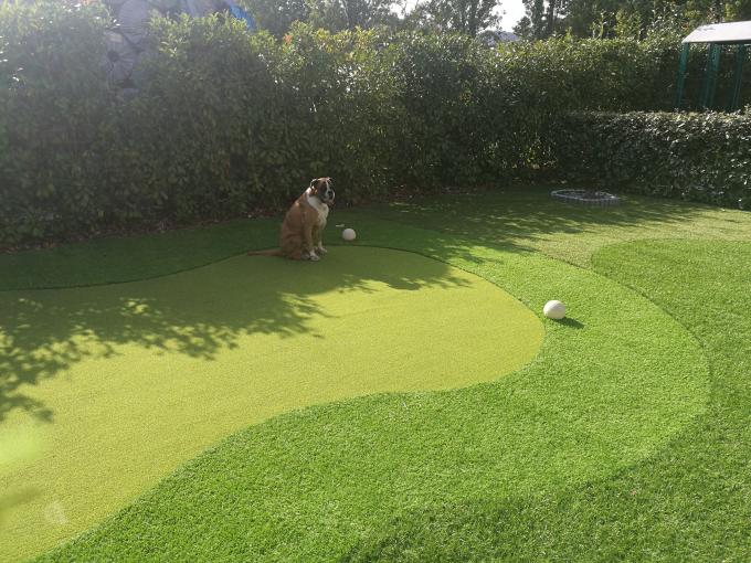 Syntetyczne Putting Green Golf Turf Grass Gateball Sztuczna wysokość 13m 0