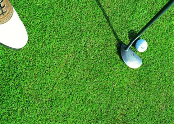 Chiny Zdrowa sztuczna trawa golfowa, syntetyczna murawa golfowa o długiej żywotności dostawca