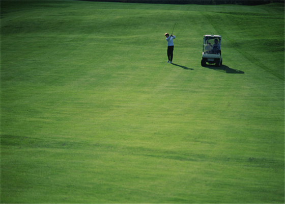 Chiny Wysoka odporność na ścieranie Golf Sztuczna trawa Dywan Dom Outdoor Golf Putting Greens dostawca