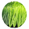 Sztuczna trawa murawa o wysokości 55 mm Odporna na zużycie trawy syntetycznej dostawca