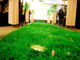 Odporność na ścieranie Sztuczna trawa w pomieszczeniach mieszkalnych, ozdobna sztuczna trawa dostawca