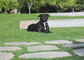 Zewnętrzny, naturalnie wyglądający syntetyczny materiał z trawy dla psa, ozdobna trawa z PE dostawca