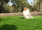 Długotrwała, odporna na pleśń sztuczna trawa dla zwierząt, sztuczna trawa dla psów z odpornością na promieniowanie UV dostawca
