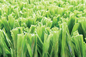 AVG High Grade Green Football Sztuczna murawa, futbolowy dywan z syntetycznej trawy dostawca