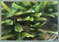 Gładka piękna sztuczna trawa na zewnątrz / trawa syntetyczna do zastosowań komercyjnych dostawca