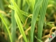 Odporna na ścieranie sztuczna trawa 18700Dtex z podwójnym podkładem PP + PU dostawca