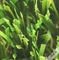 Wysoka odporność na warunki atmosferyczne Sztuczna trawa na zewnątrz / Dywan z trawy syntetycznej dostawca